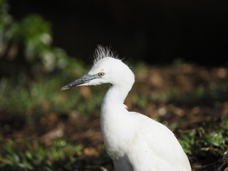 Infant Snowy Egret