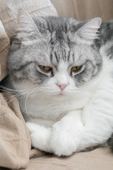 Close up fluffy chubby white clean Persian cat with big eyes is on the staring and looking out to the window.