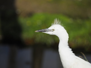 Infant Snowy Egret