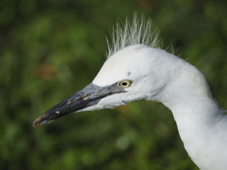 Infant Snowy Egret