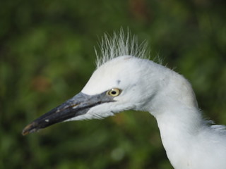 Infant Snowy Egret