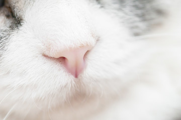 Fototapeta premium Close up pink nose of white clean Persian cat with big eyes is on the staring and looking out to the window.