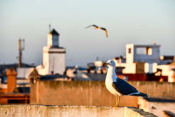 view of Essaouira City of Morocco Africa