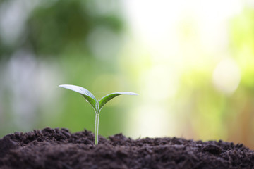 small tree sapling plants planting with dew