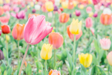 Close up of  blooming vintage pastel pink tulips flowers fields stand against the wind and sun light shining through the petal for background.