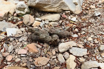 Leopard droppings found in the wild. 