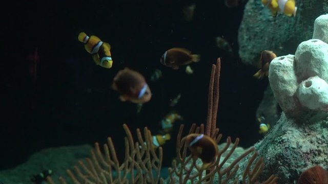Fish aquarium. dangerous fish swiming in aquarium in oceanarium. Colorful aquarium tank filled with stones, seaweed. Colorful aquarium, beautiful fish in ocean.