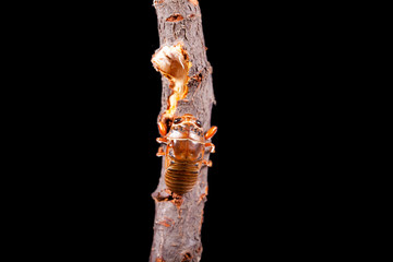 Cicada larva