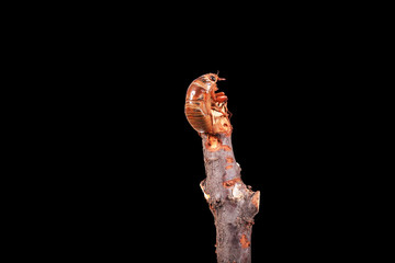 Cicada larva