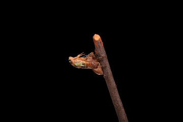 A cicada metamorphoses on a branch,