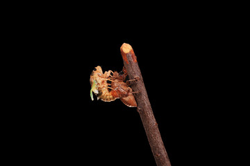 A cicada metamorphoses on a branch,