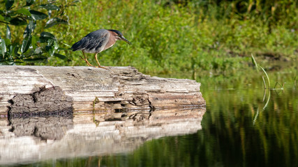 Green Heron