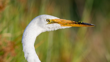 Great Egret (Ardea alba)