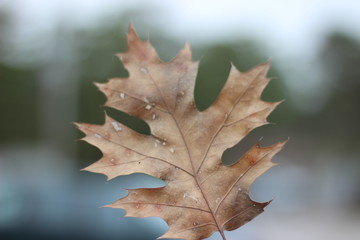 Maple leaves Canada
