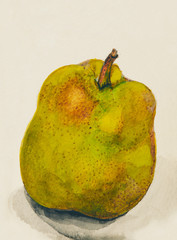 手描き　完熟の洋梨　水彩画
