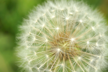 close-up of a seed head of a dandelion