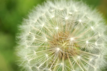 Fototapeten close-up of a seed head of a dandelion © Carmen Hauser
