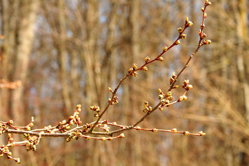 buds on twig of a cherry tree