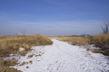 snowy road in the reed field
