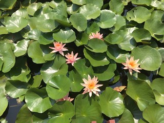 water lily in pond peaceful at Kasetsart university  Thailand