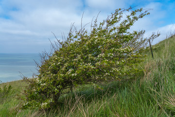 Bois-De-Cise, France - 04 30 2019: Coastal trees at Sunrise