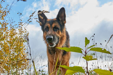 Dog German Shepherd outdoors in an autumn day