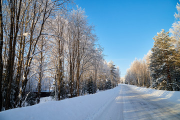 White road in a winter forest with snow covered trees in a sunny day