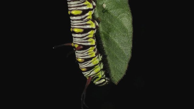 Queen butterfly caterpillar feeding on leaves 1335 2
