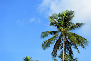 Fototapeta na wymiar Palm tree against the blue sky on a cloudy day. Tropical background