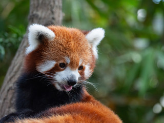 Naklejka premium Endangered Red Panda in Captivity