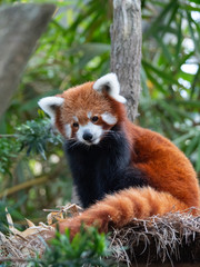 Endangered Red Panda in Captivity