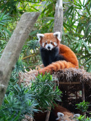 Endangered Red Panda in Captivity