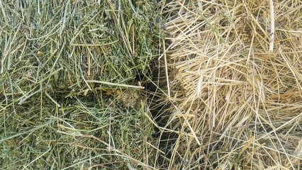 straw tuk, hay grass in two parts, fresh green and dry old yellow, agricultural texture