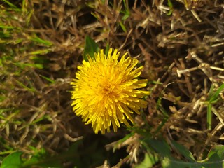 dandelion in grass