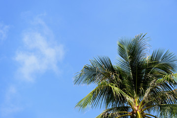 Palm tree against the blue sky on a cloudy day. Tropical background