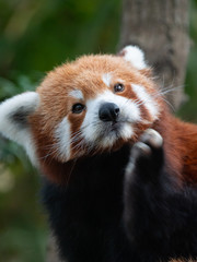 Naklejka premium Endangered Red Panda in Captivity