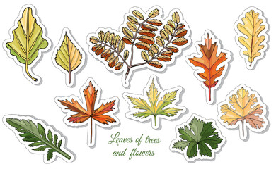 Set with autumn color  leaves of different  trees and flowers isolated on white  background. Hand drawn ink sketch. Vector illustration.