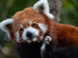 Endangered Red Panda in Captivity