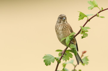 A pretty female Linnet, Linaria cannabina, perching on a branch in a Hawthorn tree.	