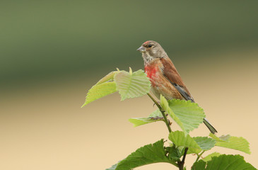 	 A stunning male Linnet, Linaria cannabina, perching on a branch in a tree.	