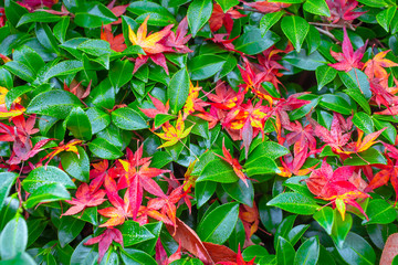 Red maple leaves in autumn season blurred background in  Kitakyushu, Fukuoka Prefecture, Japan.shallow focus effect.