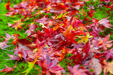 Red maple leaves in autumn season blurred background in  Kitakyushu, Fukuoka Prefecture, Japan.shallow focus effect.