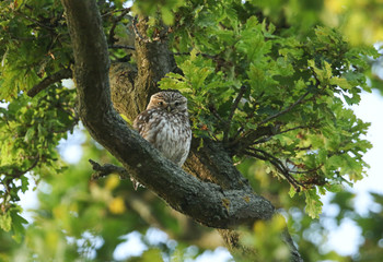 Obraz premium A sleepy cute Little Owl, Athene noctua, perching on a branch in an oak tree at dusk.