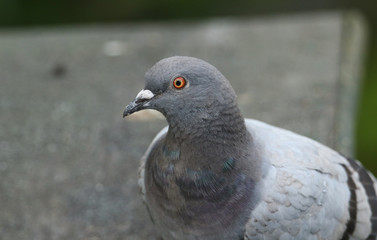 A head shot of a pretty Feral Pigeon, Columba livia. 