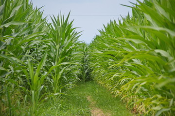 Closeup of green leaves in corn field