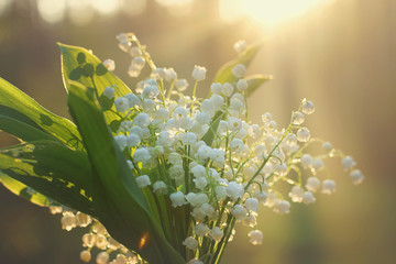 Delicate bouquet of lilies of the valley on the background of the dawn sun