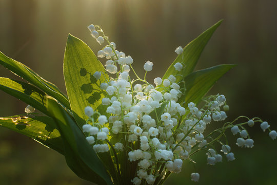 Delicate bouquet of lilies of the valley with dew drops on green leaves