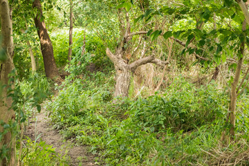 自然　日本川辺