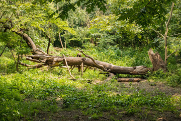 自然　日本川辺