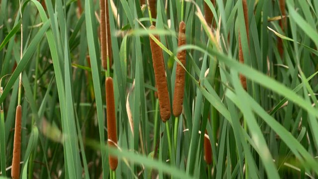 Red bulrush, typha angustifolia field
